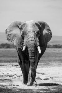 Read more about the article The ecological role of elephants: shaping the land and lending a hand