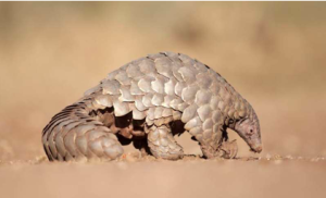 Read more about the article Despite the headlines, China’s Government still promotes pangolin scales in traditional medicines