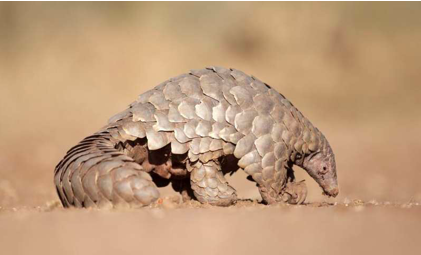 You are currently viewing Despite the headlines, China’s Government still promotes pangolin scales in traditional medicines