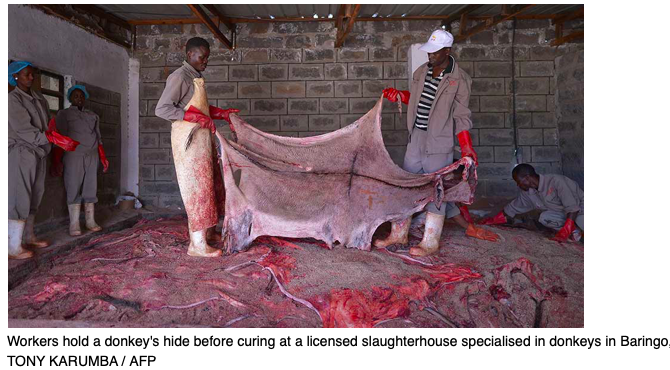 Read more about the article Africa’s Donkeys and Traditional Chinese Medicine (TCM)