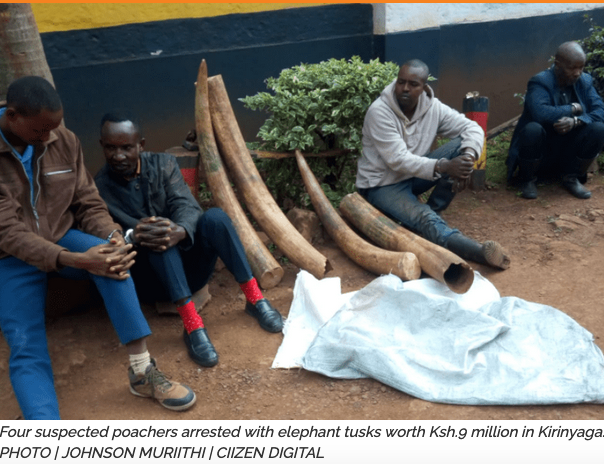 You are currently viewing Four Arrested with 90 kg of elephant ivory in Central Kenya