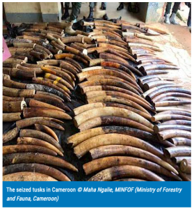 Read more about the article 675 kg of Ivory From Gabon Seized in Cameroon.