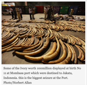 Read more about the article #20. CF 417/2013 – Over 3 tonnes of ivory bound for China seized in Mombasa