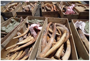 Read more about the article #1: May 1, 2013 – 1478 kg of Ivory From Kampala/Mombasa Seized in Dubai