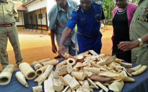 Read more about the article Ugandan Held with 42 kg of Ivory and Wildlife Bones – Busia
