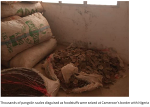 Read more about the article Pangolin scales worth £5m seized in Cameroon on ‘major trafficking route’
