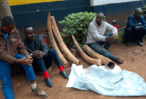 Read more about the article Bail Release Unlikely for Four Arrested last September with Ivory
