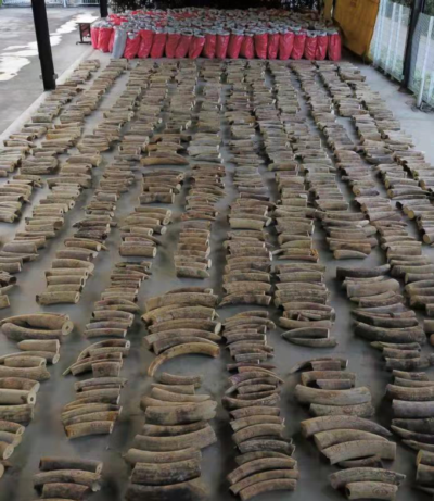 You are currently viewing #34 July 2019, Singapore – 8.8 tonnes of ivory and 11.9 tonnes of pangolin scales