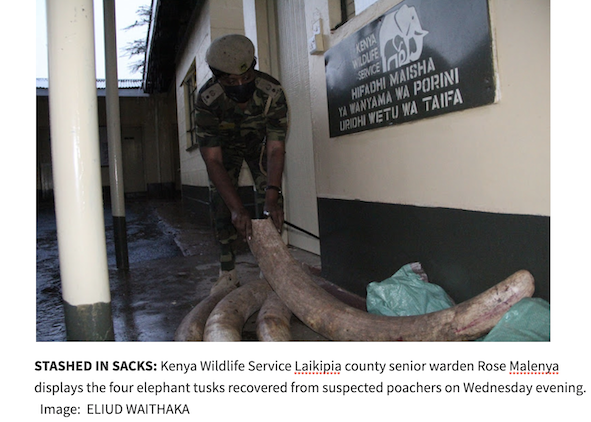 Read more about the article Ol Jogi Conservancy – KWS Arrest Four with 70 kg of Ivory