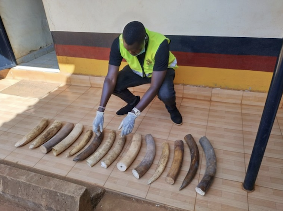 Read more about the article Busia – Two arrested with 14 pieces of Ivory