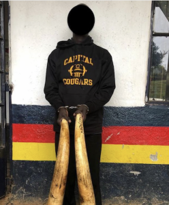 Read more about the article Mau Forest – One arrested with two tusks weighing 30 kg