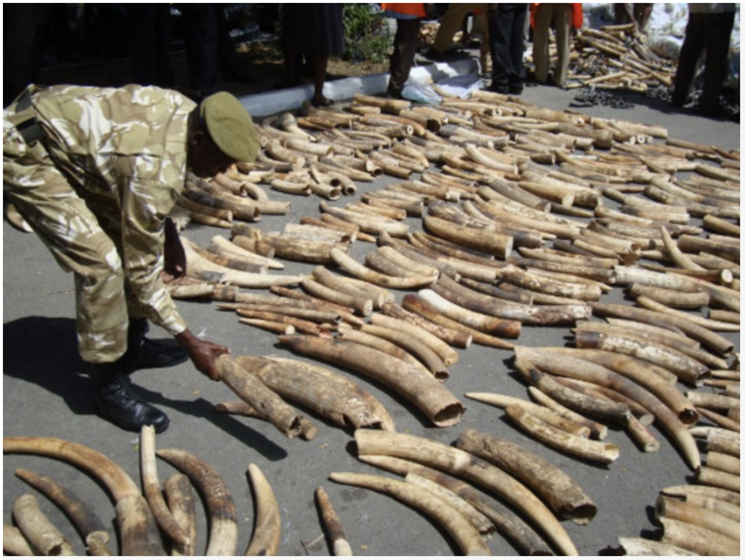 You are currently viewing #23.  June 2013 Mombasa – 1.5 tonnes of ivory