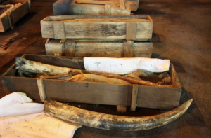 Read more about the article #33. Prosecution Concludes in 2014 Ivory Seizure Case from Singapore