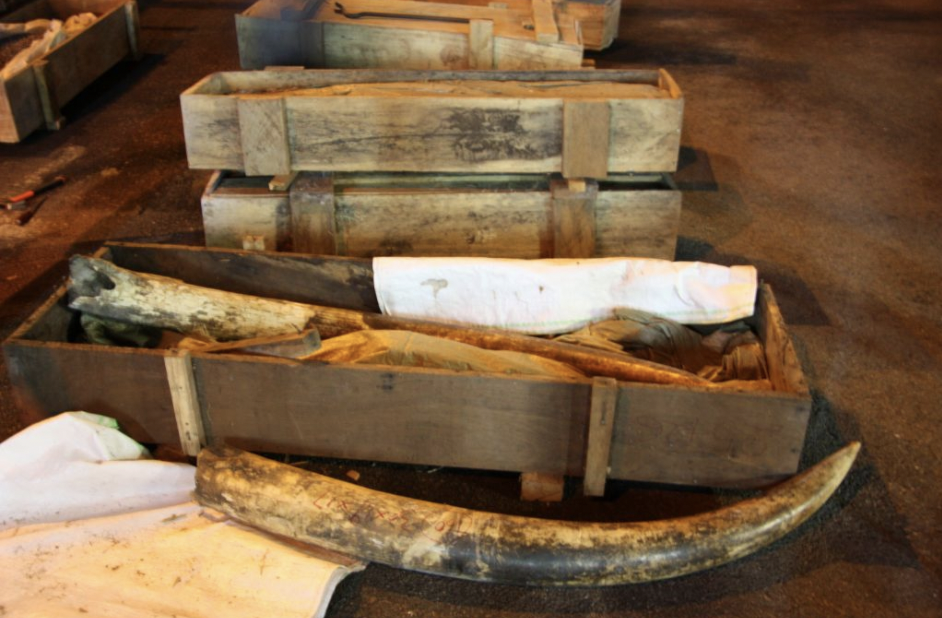 You are currently viewing #33. Prosecution Concludes in 2014 Ivory Seizure Case from Singapore