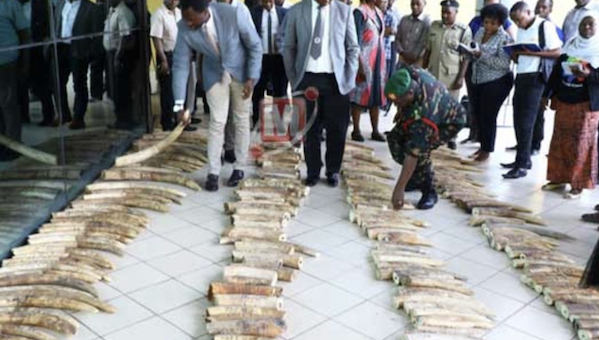 Read more about the article Tanzania – Husband and Wife Charged with Trafficking 413 Ivory Pieces from 2019 Seizure