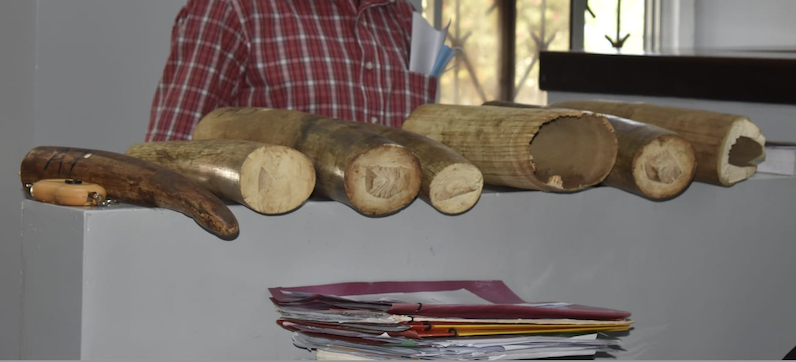 You are currently viewing E005/2022 Mombasa – Two Arrested with 24 kg Ivory