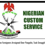 Nigeria: Multi-National Gang arrested for Ivory and Pangolin Scales Trafficking