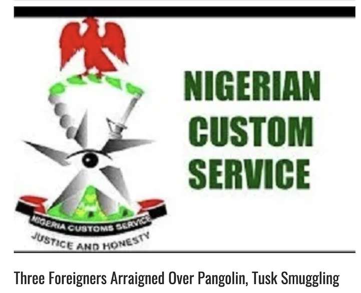 You are currently viewing Nigeria: Multi-National Gang arrested for Ivory and Pangolin Scales Trafficking