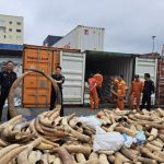 Haiphong Seizes 7 tonnes of Ivory from Angola Shipment