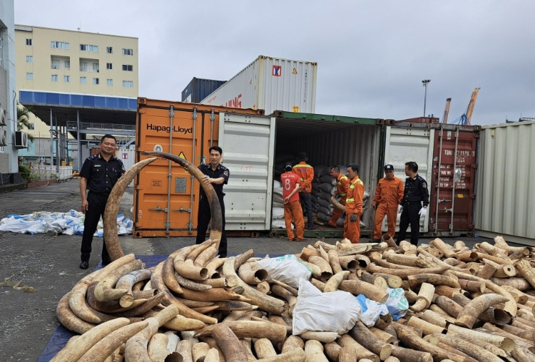 Read more about the article Haiphong Seizes 7 tonnes of Ivory from Angola Shipment